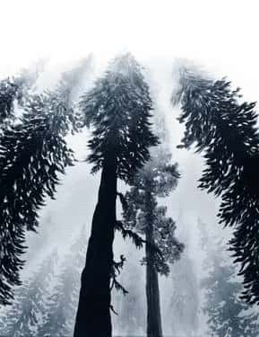 Forest Mist