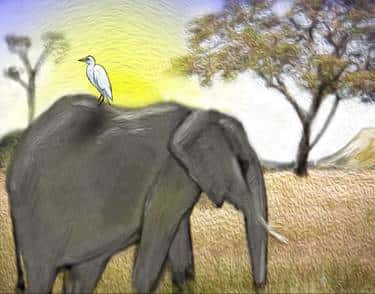 Grey Elephant