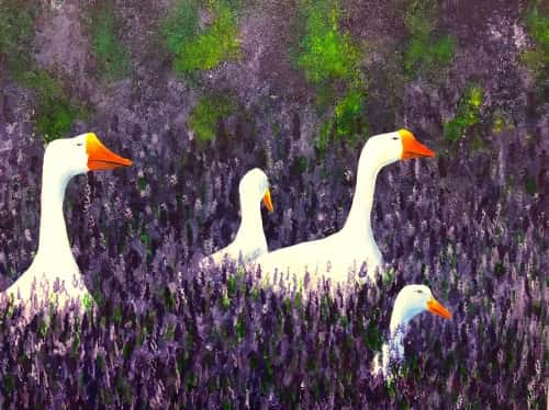 Geese in Lavender Field