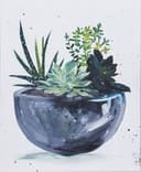 Simple Succulents thumbnail view