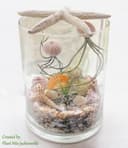 Jellyfish Under the Sea thumbnail view