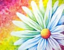 Rainbow Daisy III thumbnail view