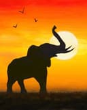 Elephant Sunset thumbnail view