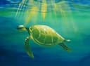 Serene Sea Turtle thumbnail view