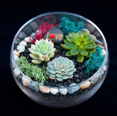 Beautiful Succulent Slope Bowl - Paint Nite event in MARKHAM, ON