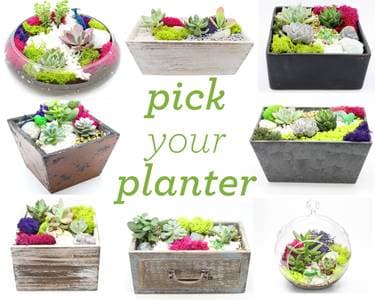 Pick Your Planter Succulents! Assortment for Choosing - Paint Nite event in South Salt Lake, UT