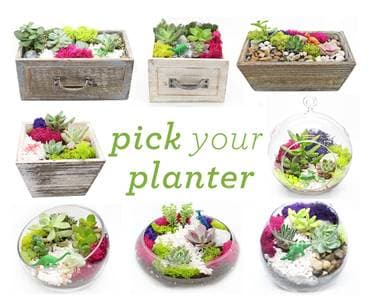 Pick Your Planter! Succulents with Wood and Glass Assortment - Paint Nite event in Salt Lake City , UT