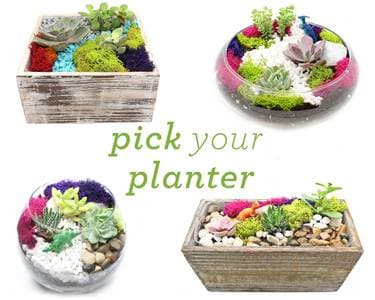Succulent Terrarium in Glass or Wood Container. Pick Your Planter. - Paint Nite event in Vancouver, BC