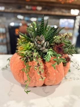 Succulent Pumpkin Workshop - Paint Nite event in Bayport, NY